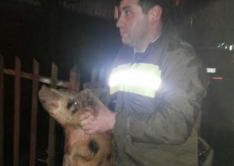 Por robar cerdos fueron detenidos tres menores de edad en Valdivia