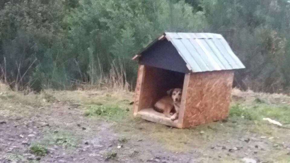 Afortunados perritos de Riñinahue recibieron hogar para protegerse del frío