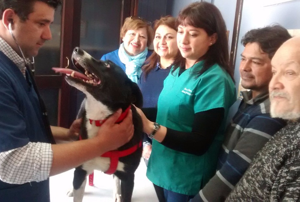 Municipio obtiene recursos para efectuar 1000 esterilizaciones caninas y felinas en diversos sectores de Paillaco