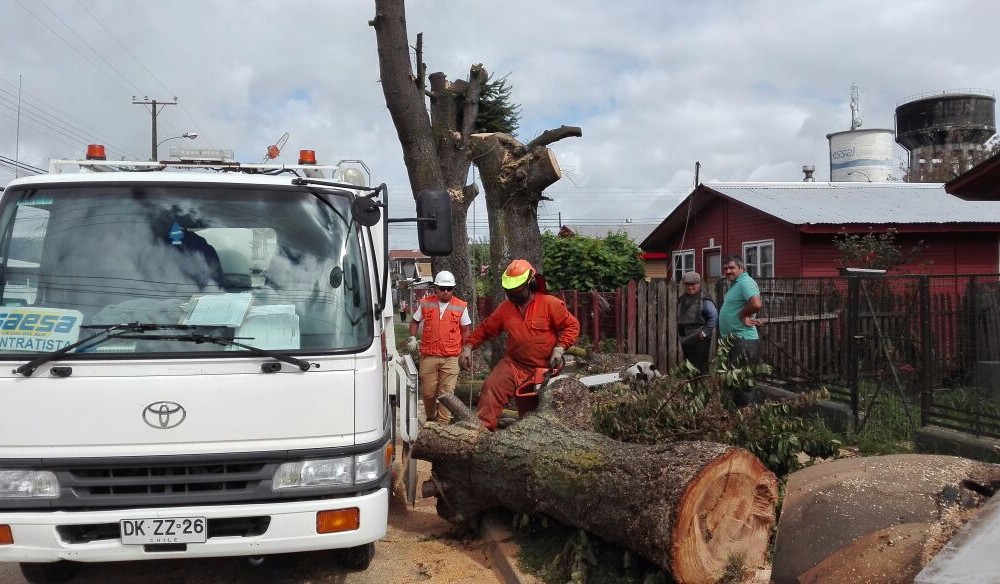 Municipio y Saesa realizaron corte de peligrosos árboles en la vía pública