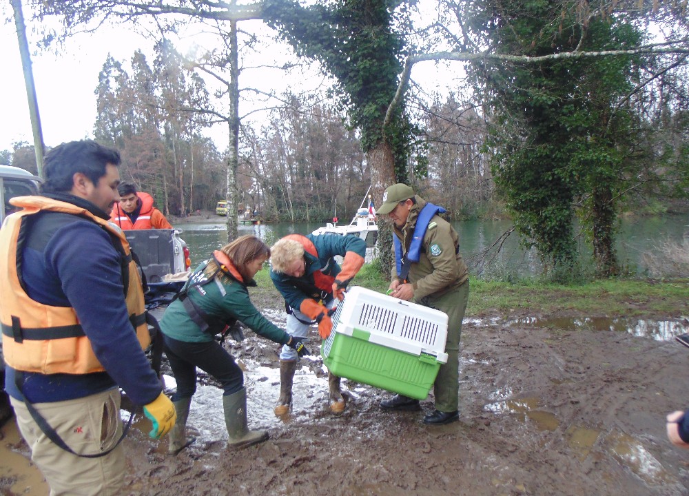 Carabineros de Valdivia rescató cisne herido en río Cau Cau