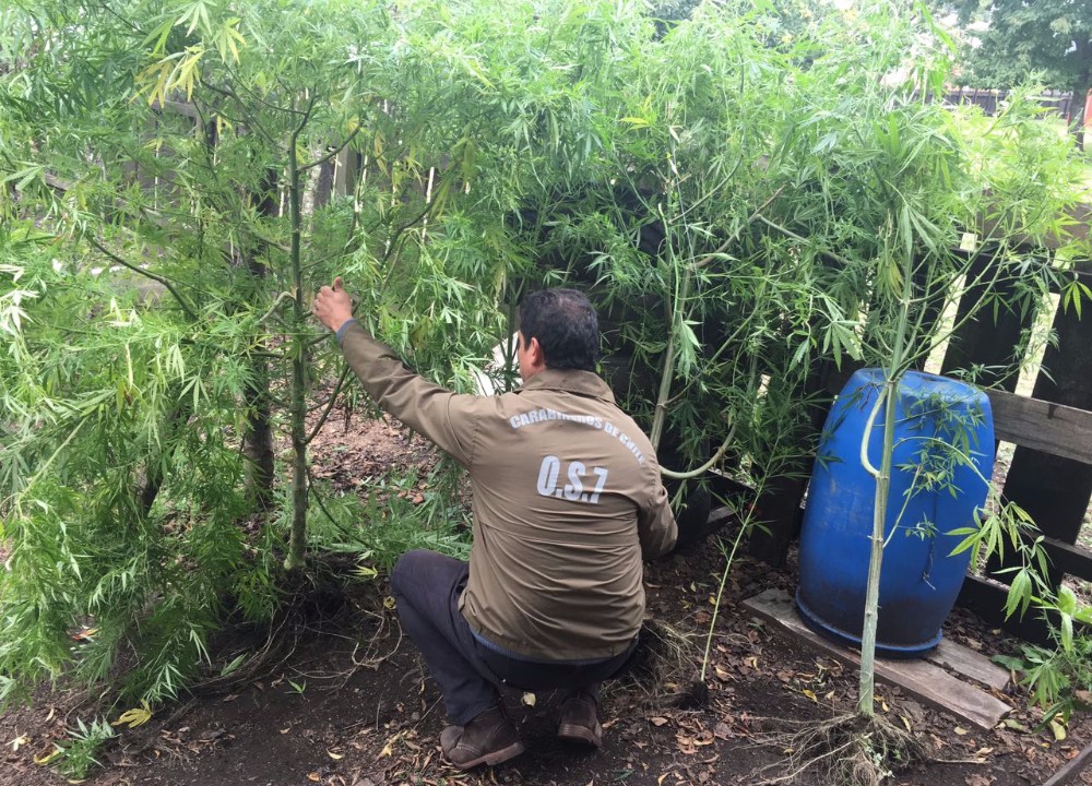 Carabineros de Valdivia incautó 10 plantas de marihuana en Reumén